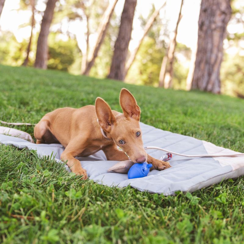 Nomad Tales Reise-Hundematte Stone zu TOP-Preisen