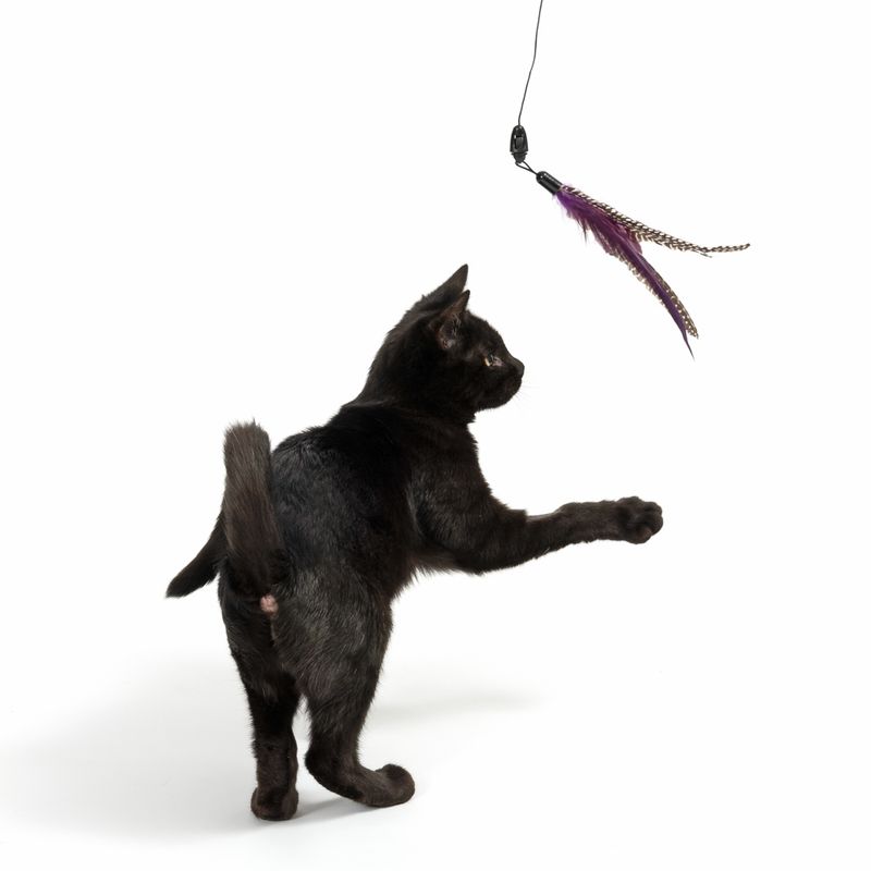 Katzenangel Bird zu TOP-Preisen