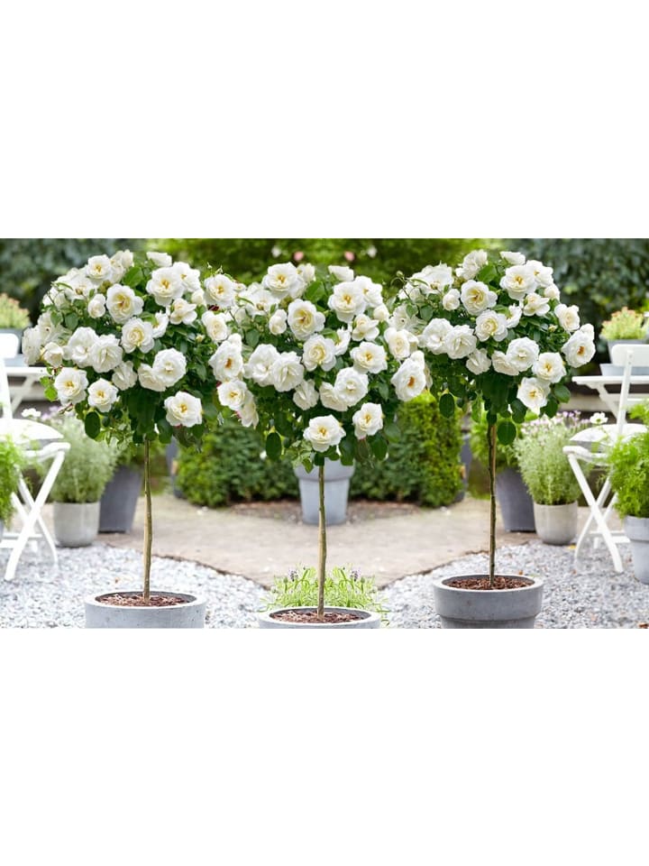 OH2 3er-Set: XXL Großblütige Stielrosen in Weiß günstig kaufen onesize