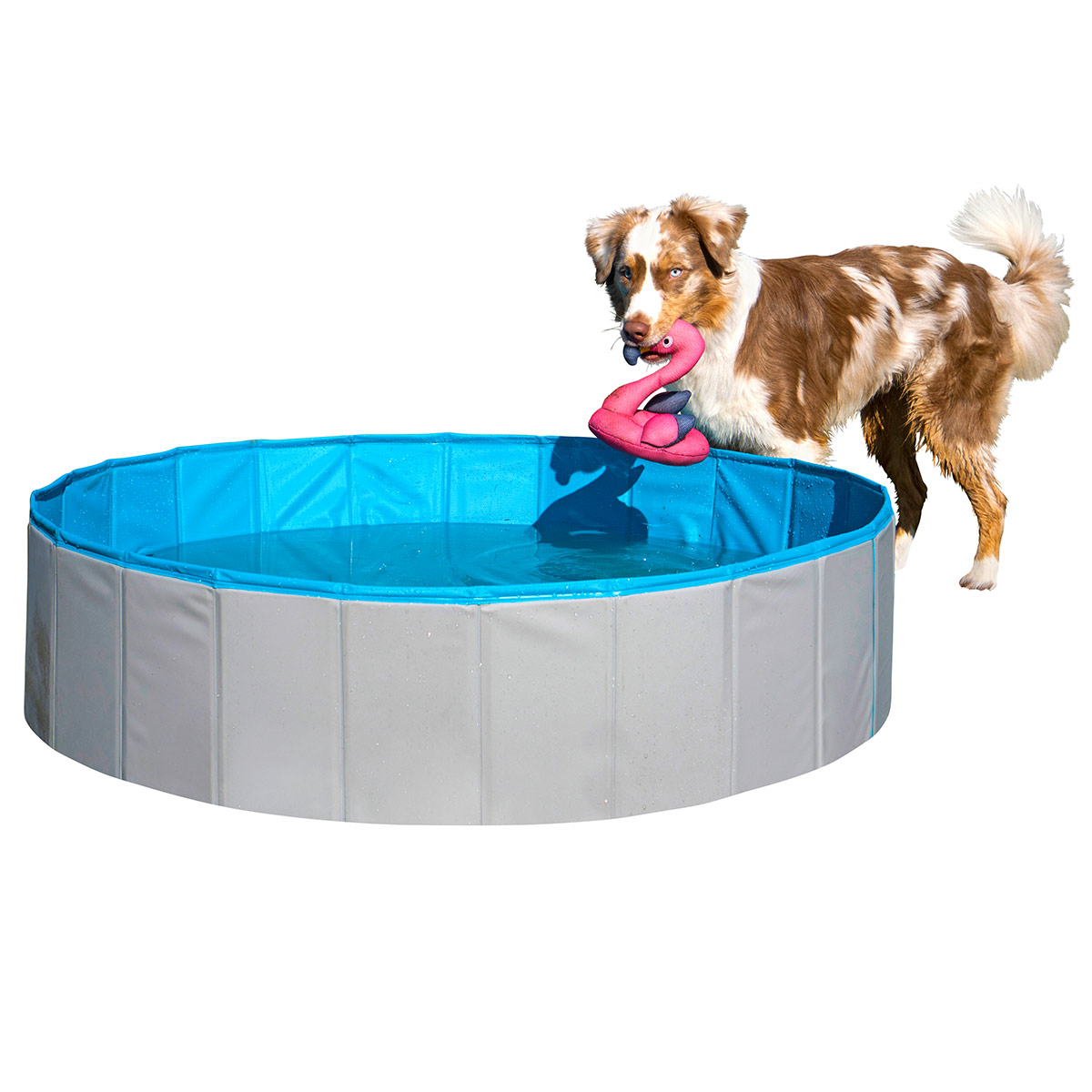 ZooRoyal Hundepool günstig kaufen