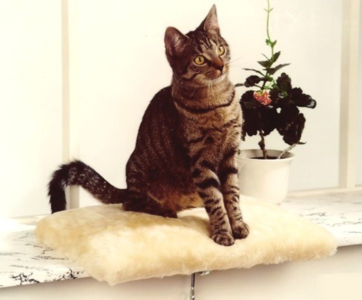 CAT BONBON Fensterliege 