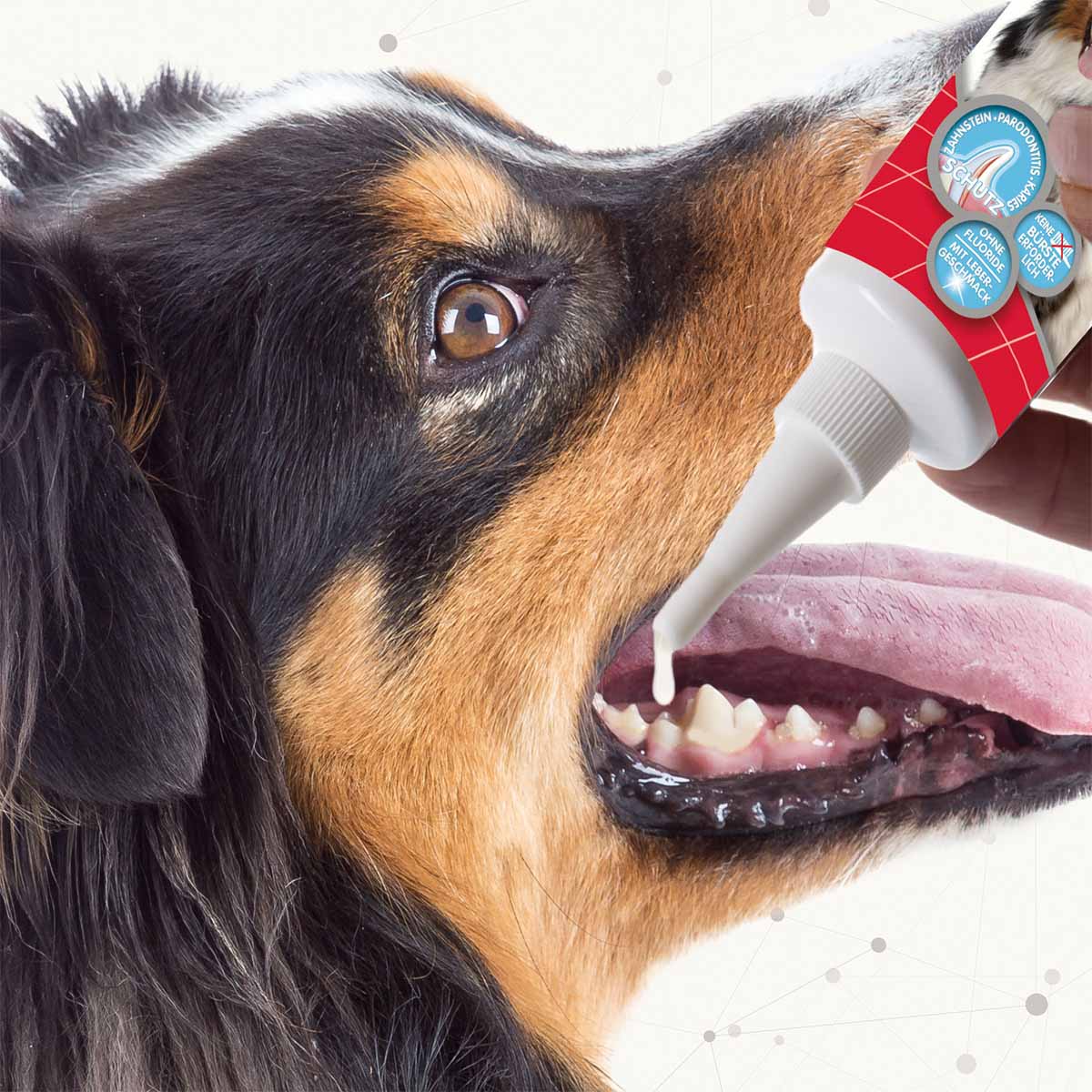 beaphar Zahngel für Hunde und Katzen 100g kaufen