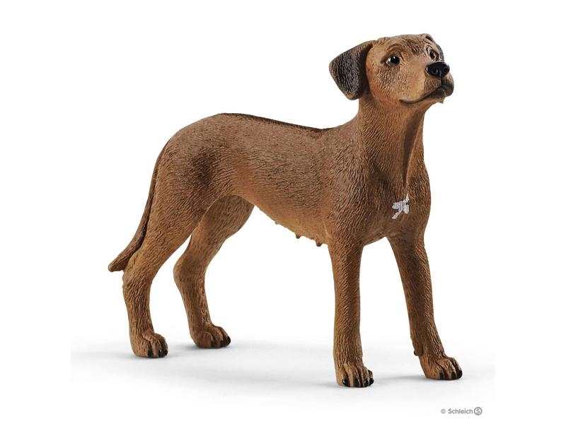 Chien de Rhodésie à crête dorsale