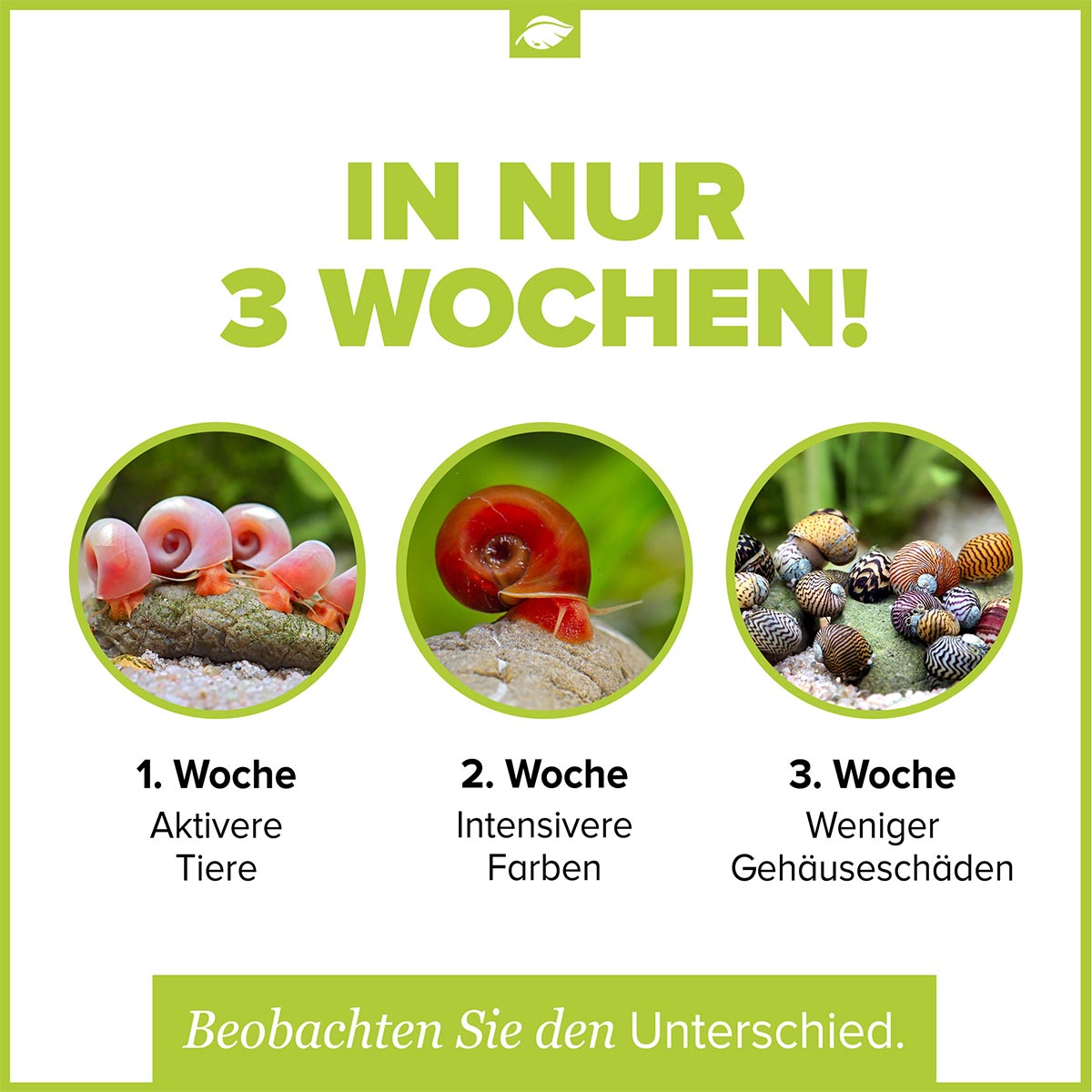 NatureHolic Snailfeed Sticks 30g günstig kaufen