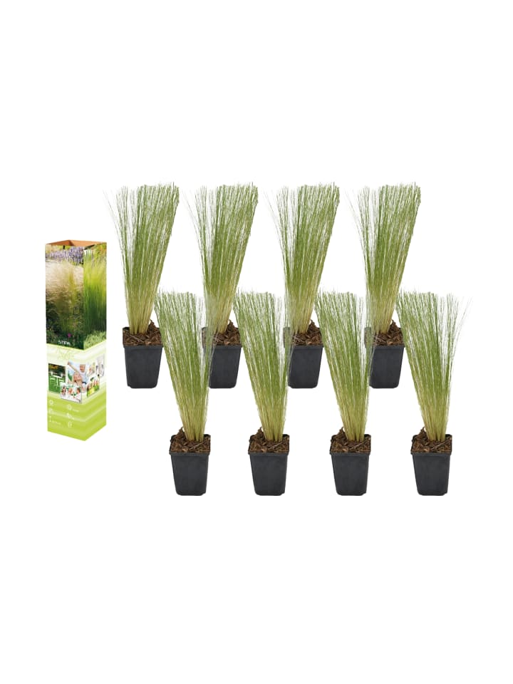OH2 8er Set: Stipa-Pferdeschwanzgras günstig kaufen onesize