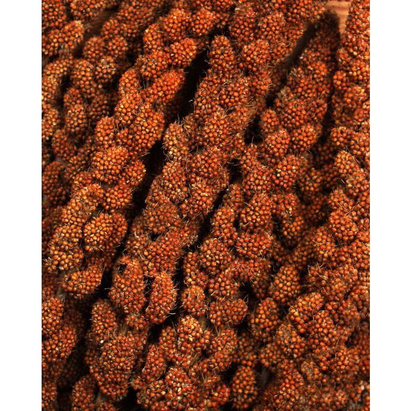 JR Farm Snacks JR Farm rote Kolbenhirse Sparpaket 3x1,5kg