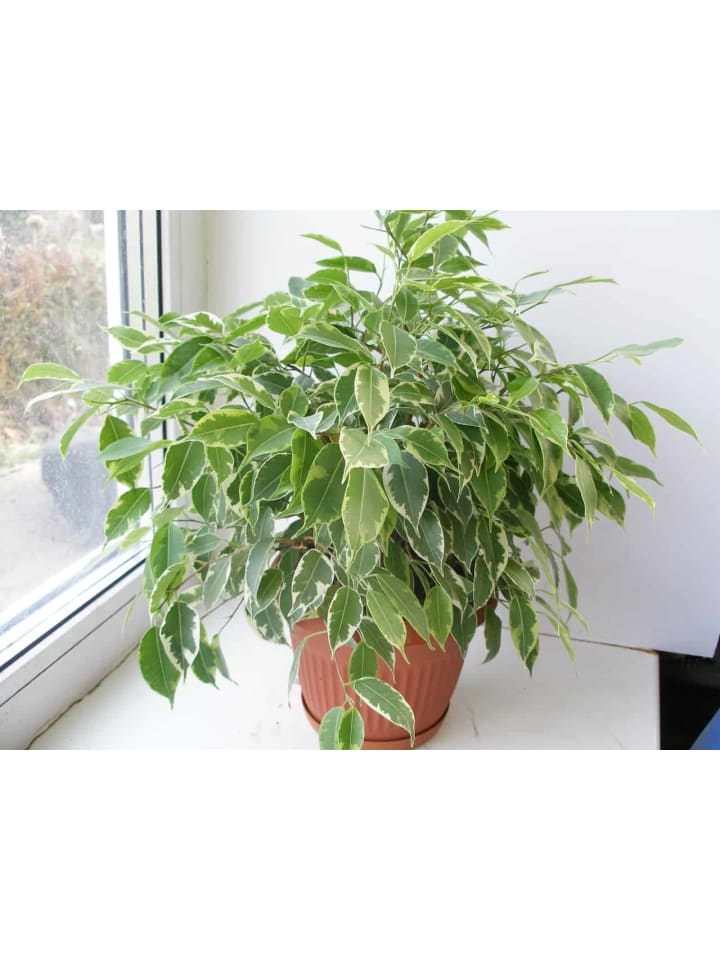 OH2 3er-Set: Feigen Ficus Weeping in Grün günstig kaufen onesize
