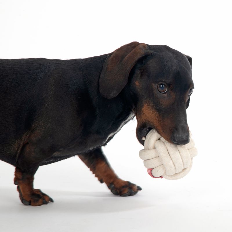 TIAKI Hundespielzeug Seilball zu TOP-Preisen