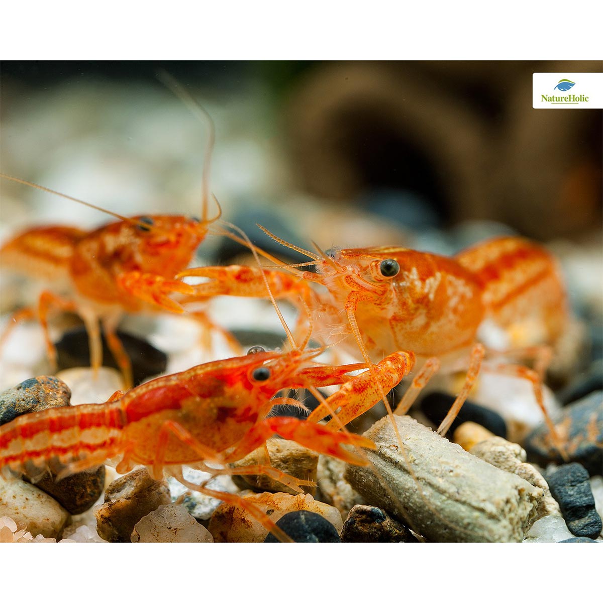 NatureHolic Cray Feed Krebsfeed Krebsfutter 30g