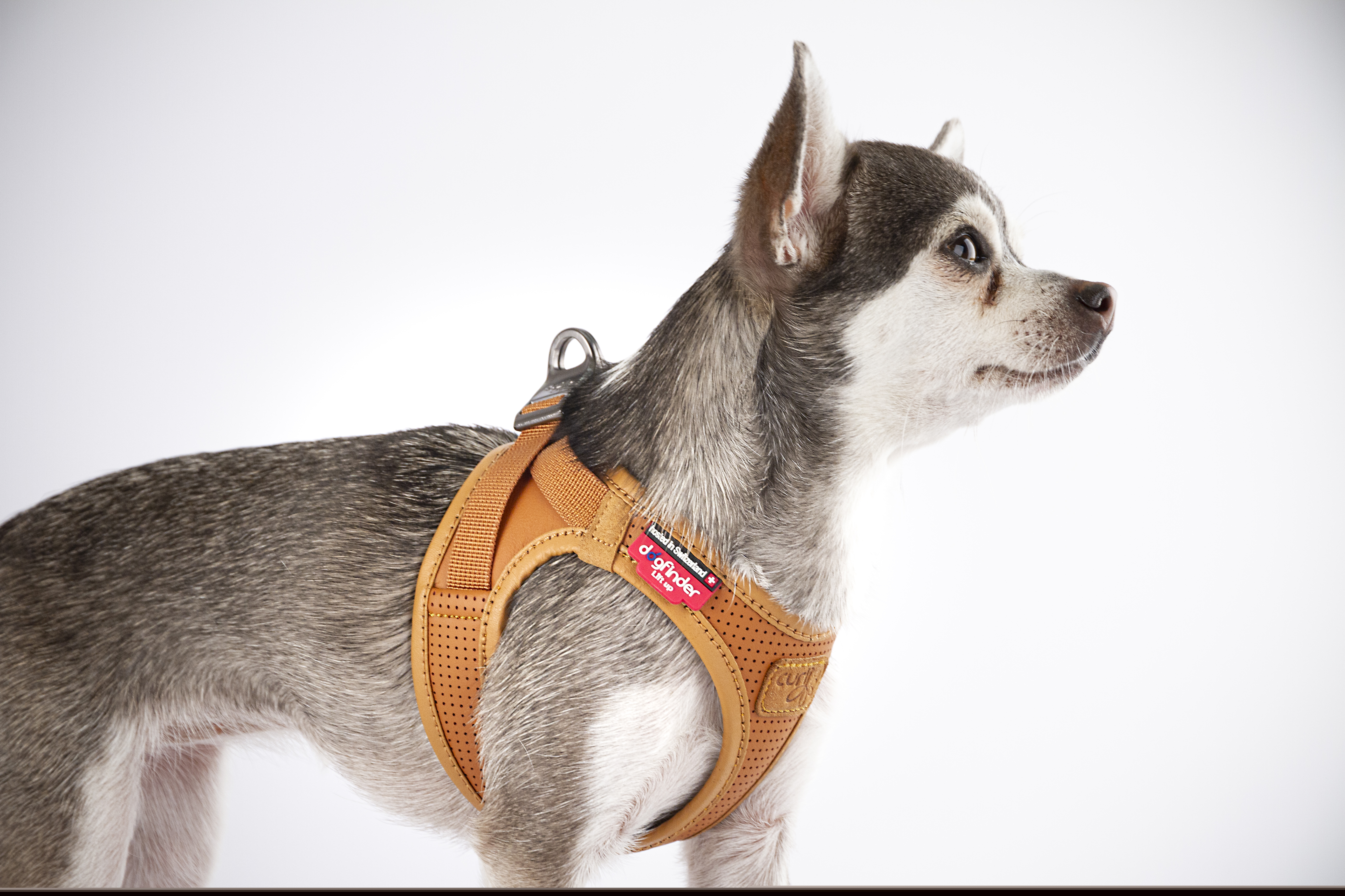 Curli Hundegeschirre Curli Clasp Geschirr aus Apfelleder schwarz XXS