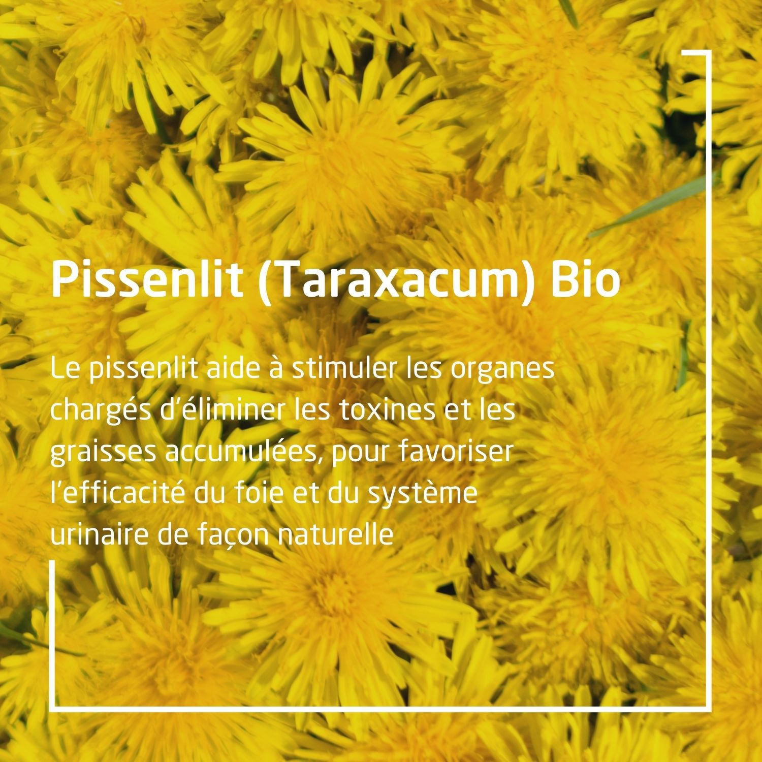 Weleda EPB® Taraxacum Bio Drainage Hépatique et Urinaire - Complément Alimentaire Naturel - 60ml