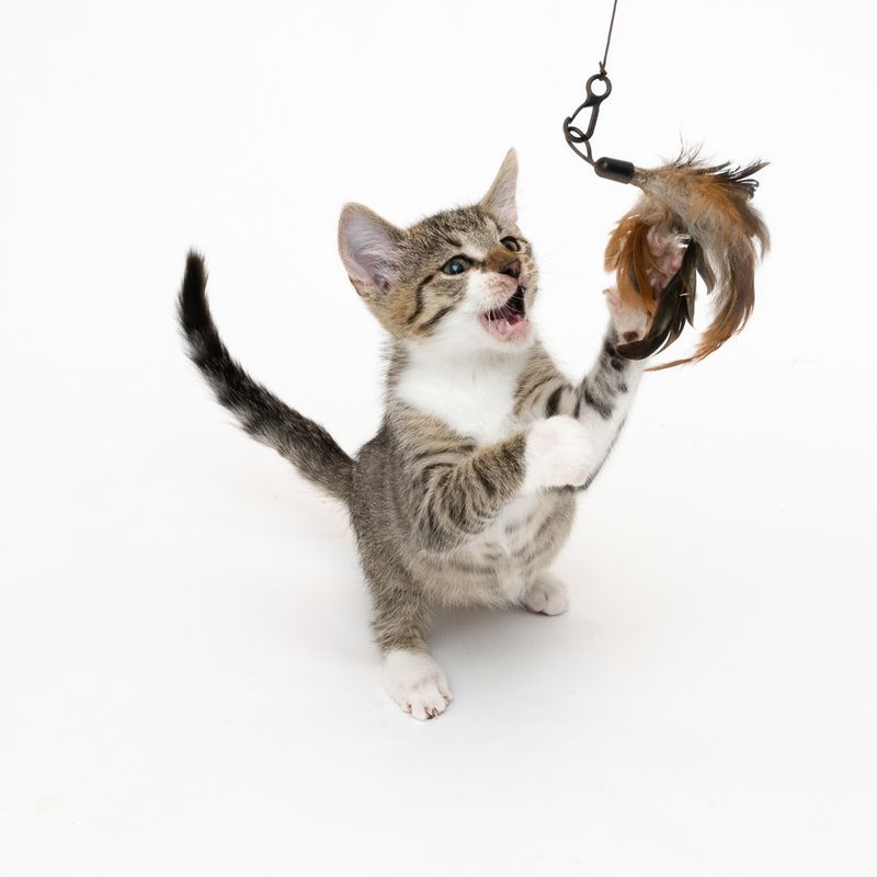 Katzenangel 3 in 1 XXL zu TOP-Preisen
