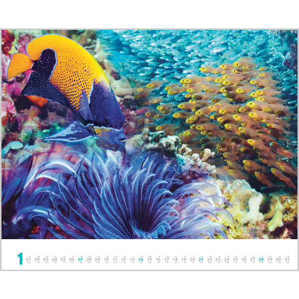 DIVE 2024 - Kalender
