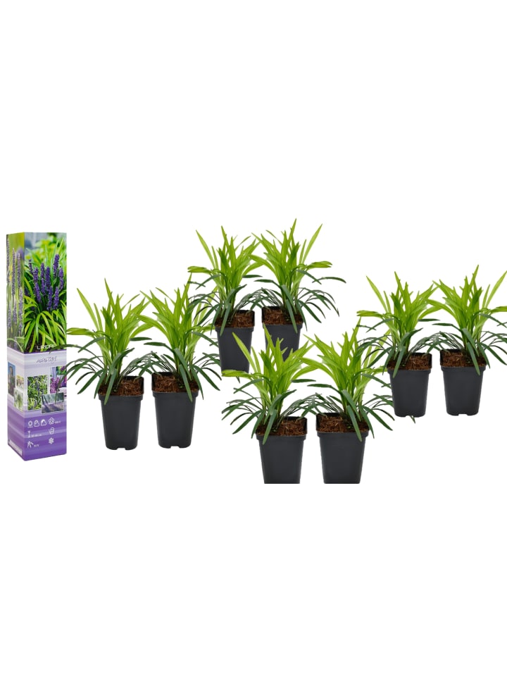 OH2 8er-Set Leliengras Liriope Muscari in Lila günstig kaufen onesize