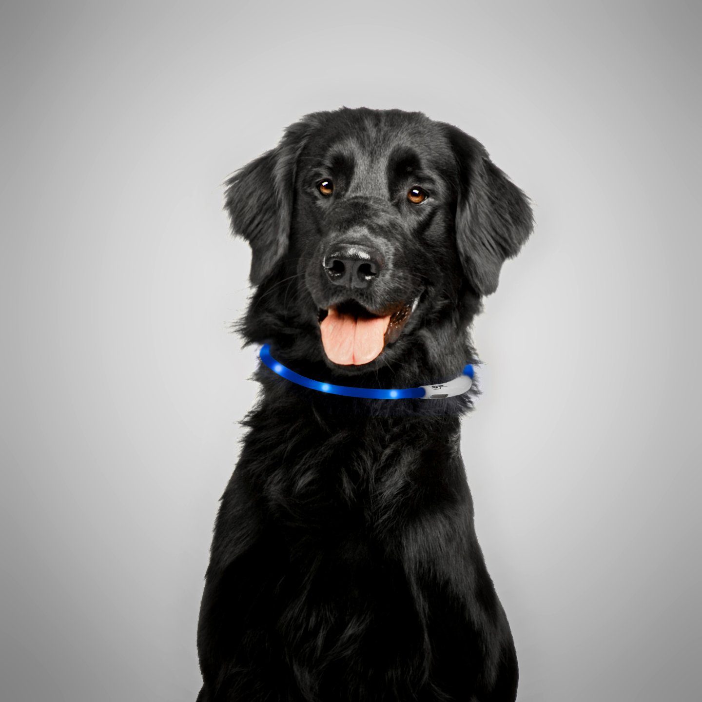 PRECORN Hunde-Halsband LED Silikon Hunde Leuchthalsband aufladbar per USB indiv. kürzbar, Silikon
