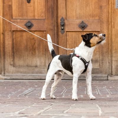 Curli ultrastarke Taschenleine