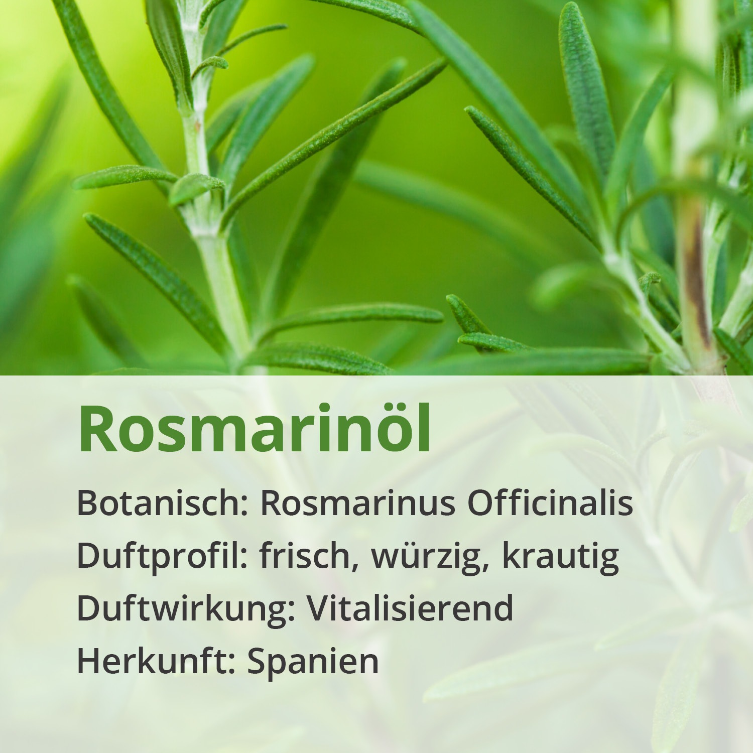 ROSMARIN ÖL naturrein ätherisch