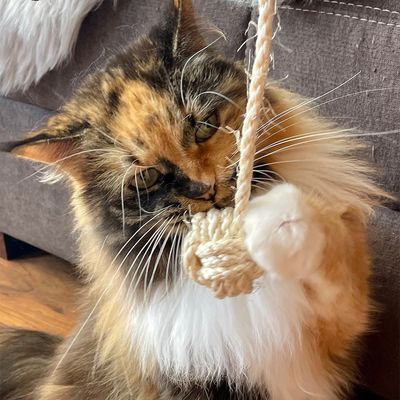 Kater Kasimir Affenfaust