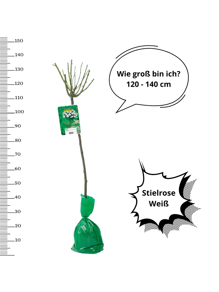 OH2 3er-Set: XXL Großblütige Stielrosen in Weiß günstig kaufen onesize