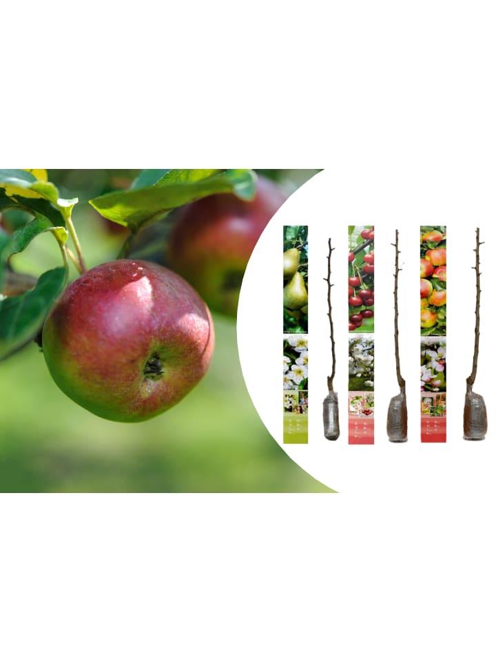 OH2 3er-Set Jonagold Apfel-Birne-Kirsch Obstbäume in Bunt günstig kaufen onesize