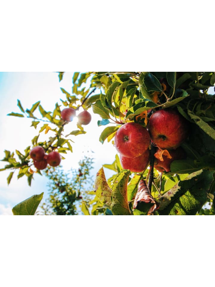 OH2 3er-Set Jonagold Apfel-Birne-Kirsch Obstbäume in Bunt günstig kaufen onesize