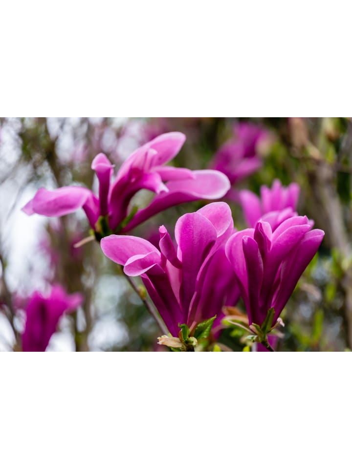 OH2 3er-Set Magnolien Susan in Rosa günstig kaufen onesize