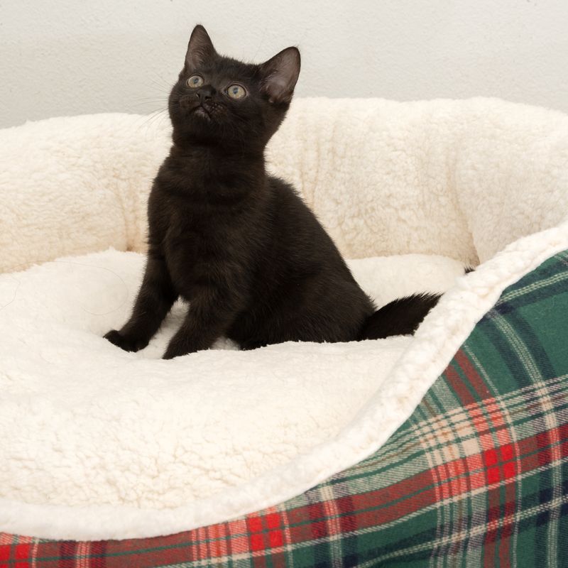 TIAKI Kuschelbett Asher zu TOP-Preisen