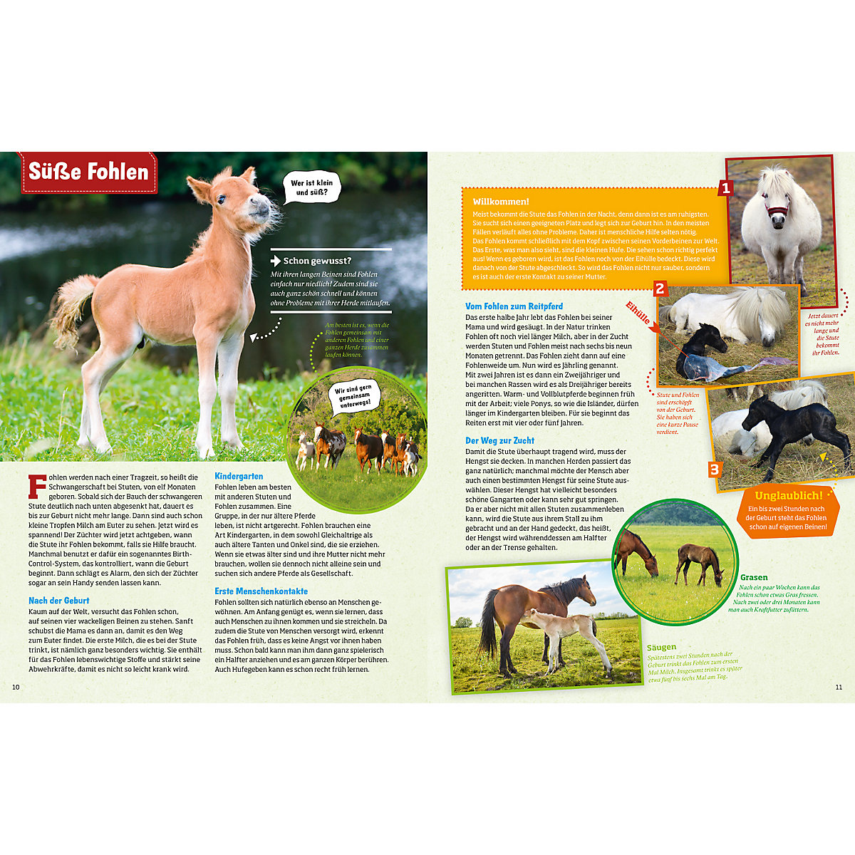 Was ist Was: Pferde und Ponys
