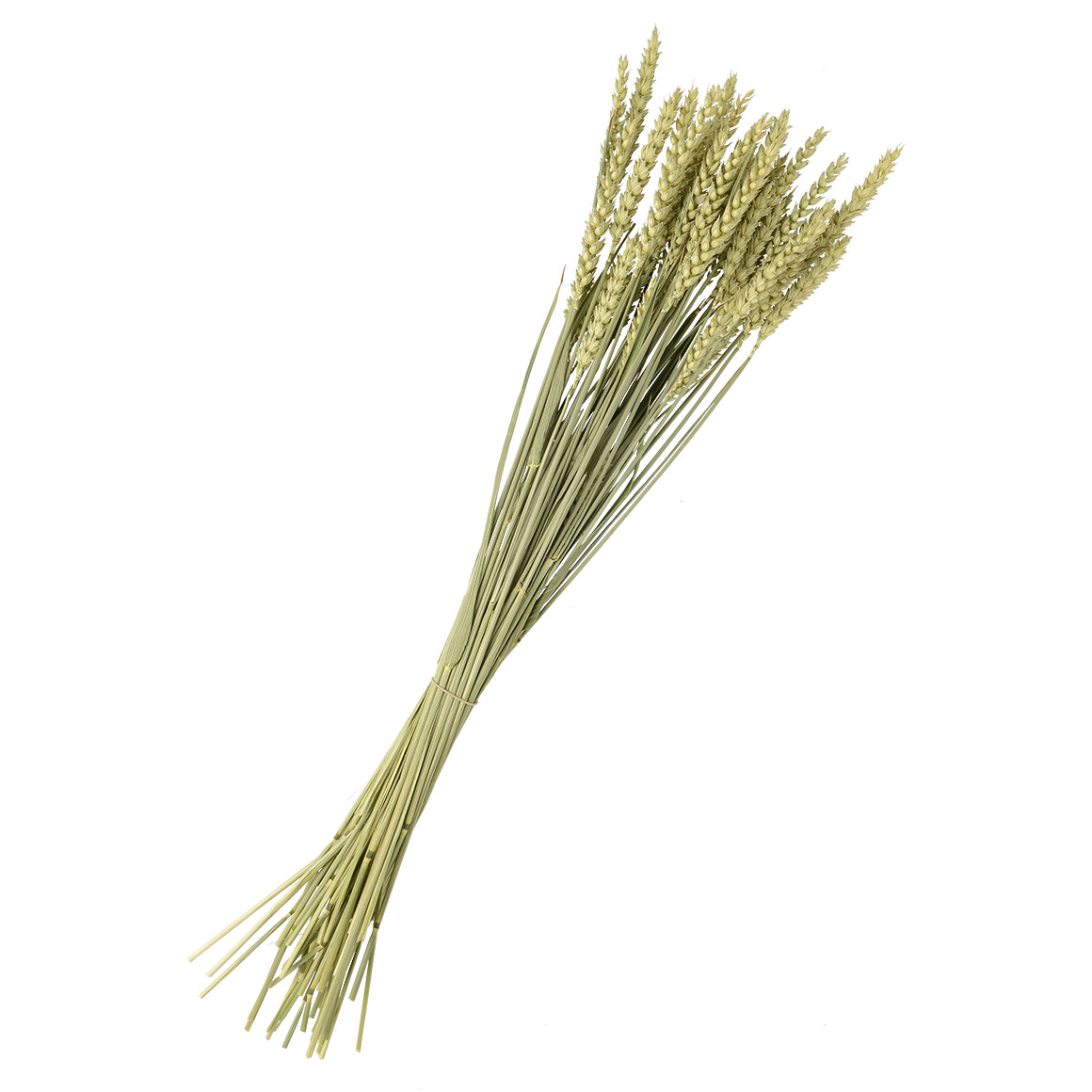 Trockenblumen Weizen