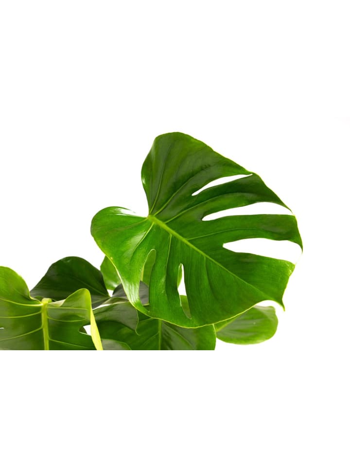 OH2 Monstera Deliciosa in Grün günstig kaufen onesize