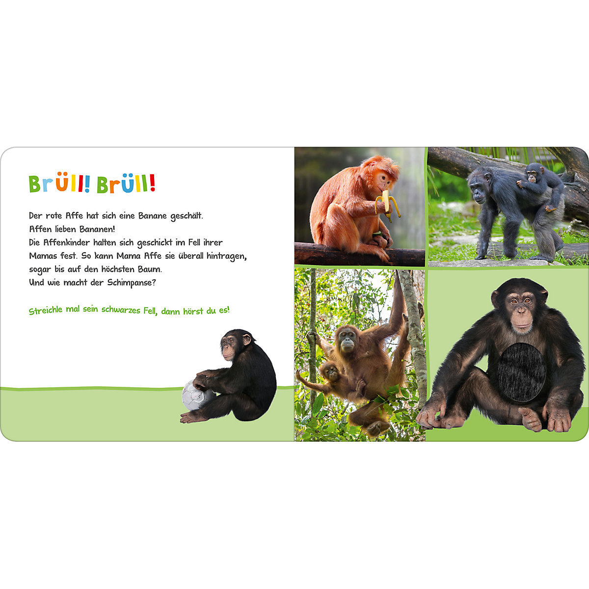 Hör mal rein, wer kann das sein Zootiere, Soundbuch mit Tiergeräuschen