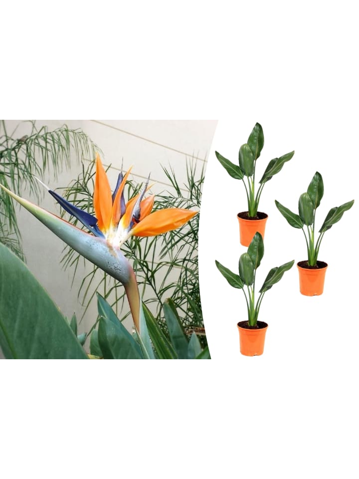 OH2 3er-Set: Strelitzia reginae Paradiesvogel in Grün günstig kaufen onesize