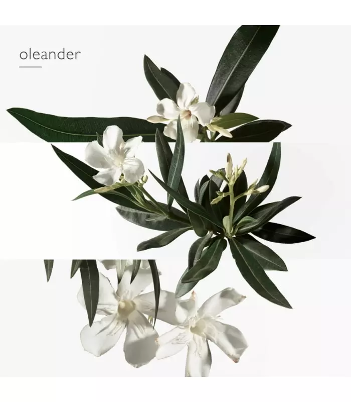 UN JARDIN EN MÉDITERRANÉE Eau de Toilette Vaporisateur