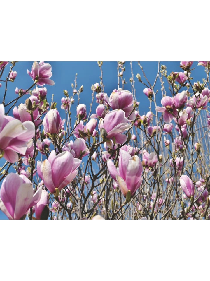 OH2 3er-Set Magnolien Soulangeana in Dunkel Rosa günstig kaufen onesize
