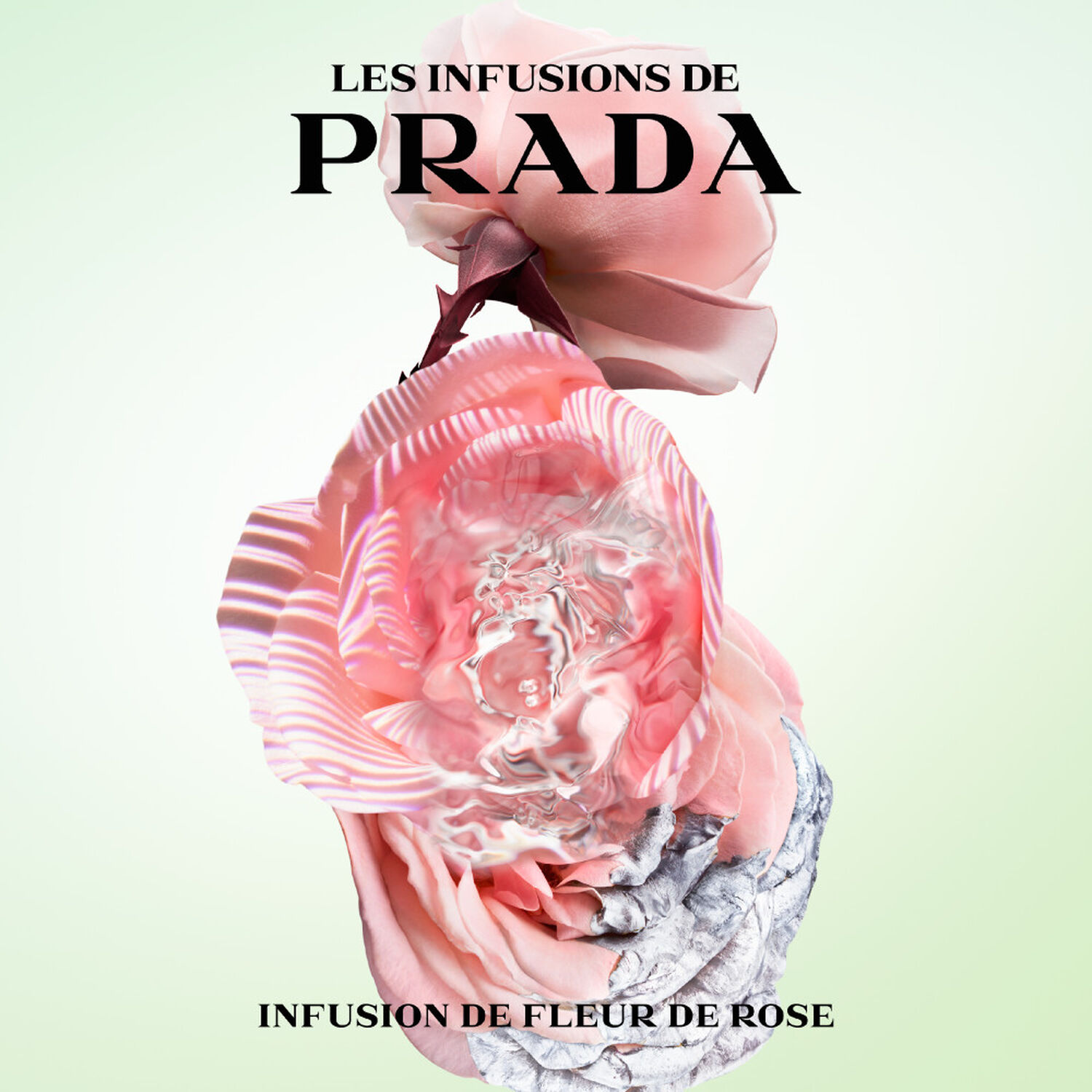 Prada Infusion de Rose Eau de Parfum 100 ml