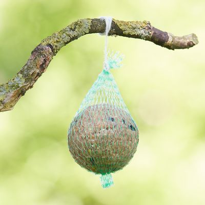 Lillebro Sommer-Meisenknödel