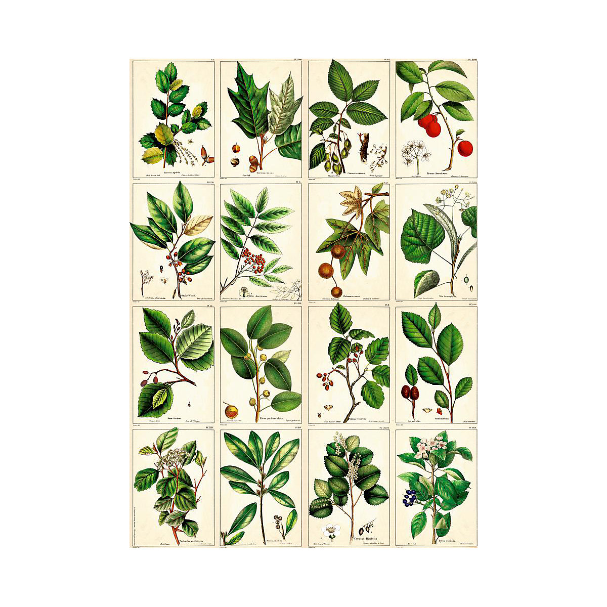 Geschenkpapierbuch Schöner Schenken Augustina, 10 Bogen 50 x 70 cm