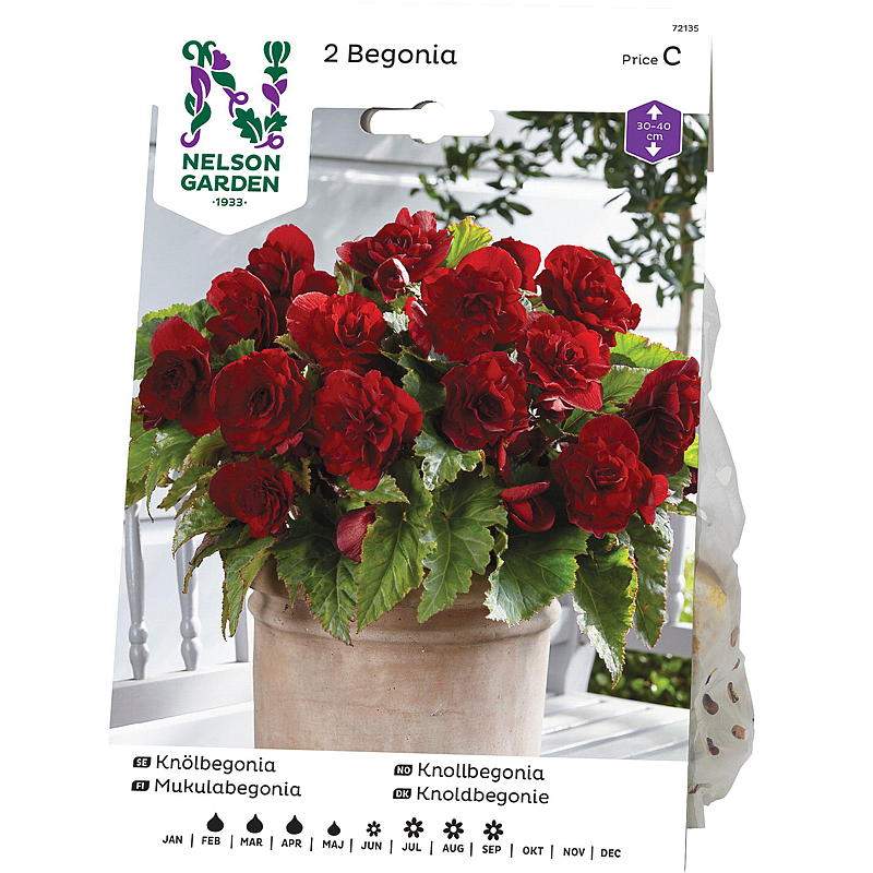 Nelson garden Begonia Knoll-, dobbel storbl, rød