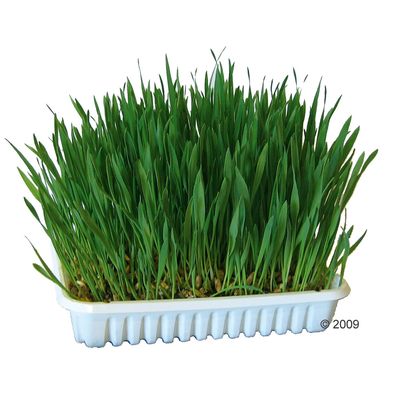 Nagergras