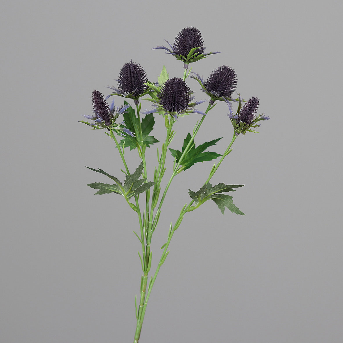 DPIDistel 57cm