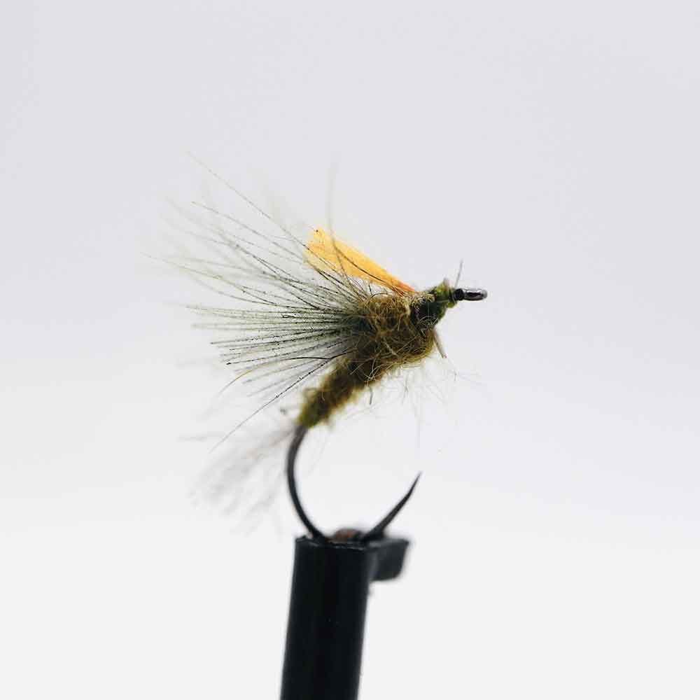Getrocknete CDC Olive H18 (x3)
