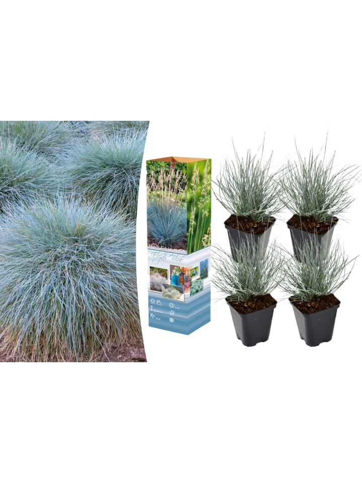 OH2 4er-Set: Festuca Glauca Elijah Blue in Blau günstig kaufen onesize
