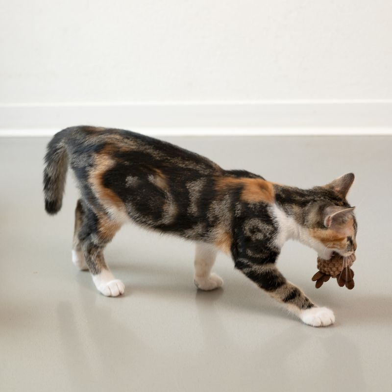 TIAKI Xmas Katzenspielzeug-Set zu TOP-Preisen