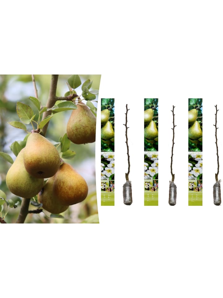 OH2 3er-Set Birne Conference Obstbäume in Bunt günstig kaufen onesize