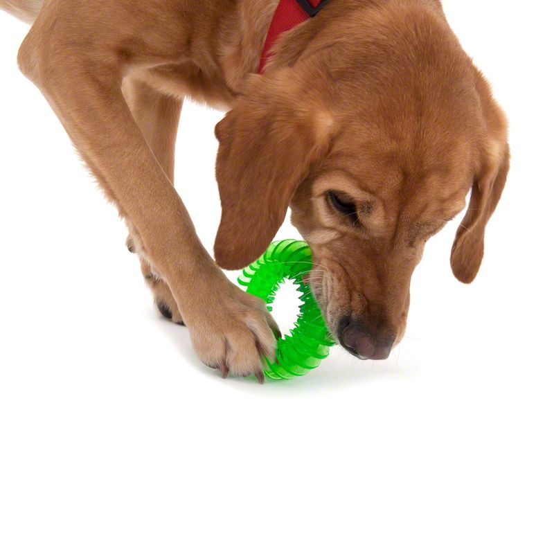 Hundespielzeug TPR Ring zu TOP-Preisen % bei bitiba.de