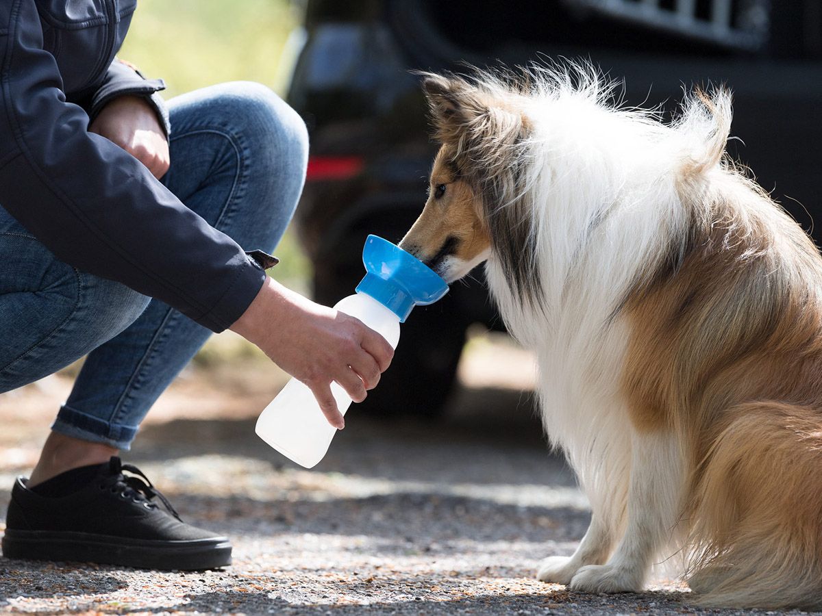 Trixie Trinkflasche mit Trinkschale