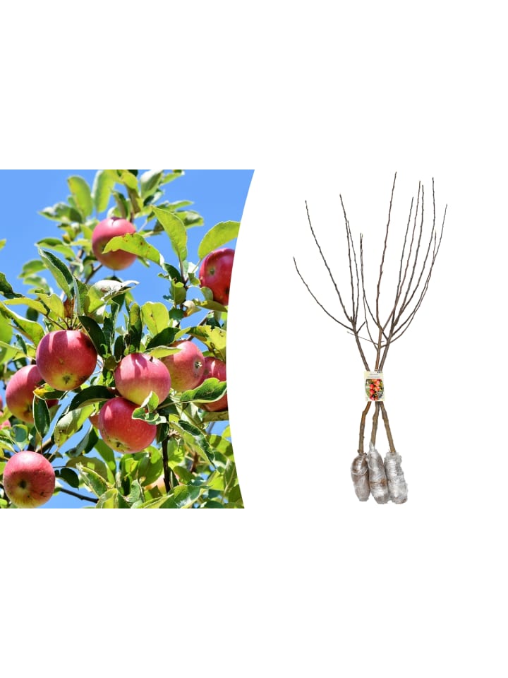 OH2 3er-Set: XXL Jonagold Apfel Obstbäume in Bunt günstig kaufen onesize