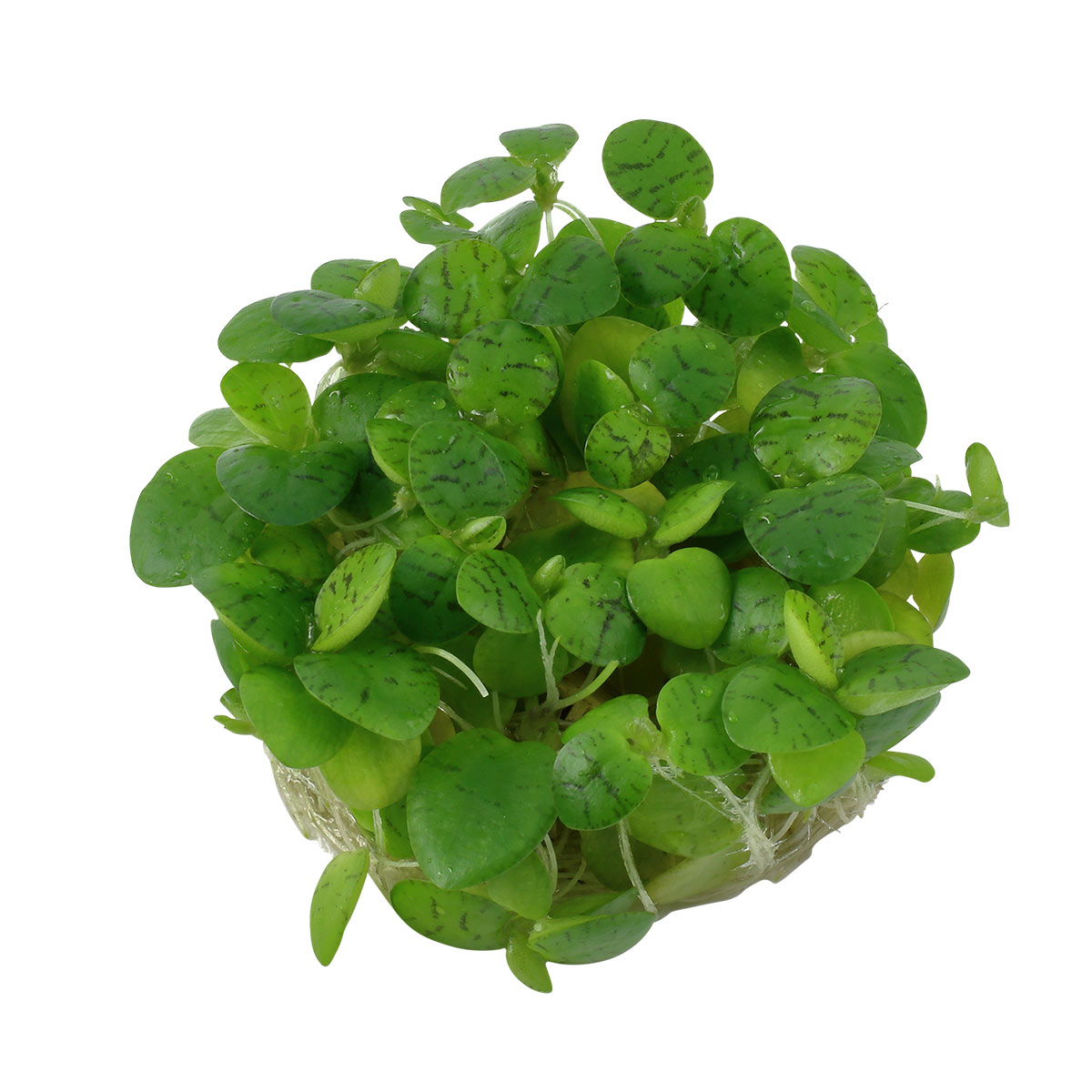Tropica Aquariumpflanze Limnobium laevigatum kaufen