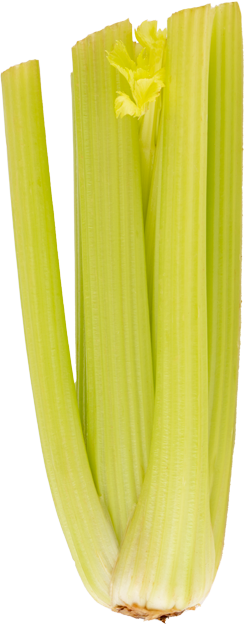 Staudensellerie