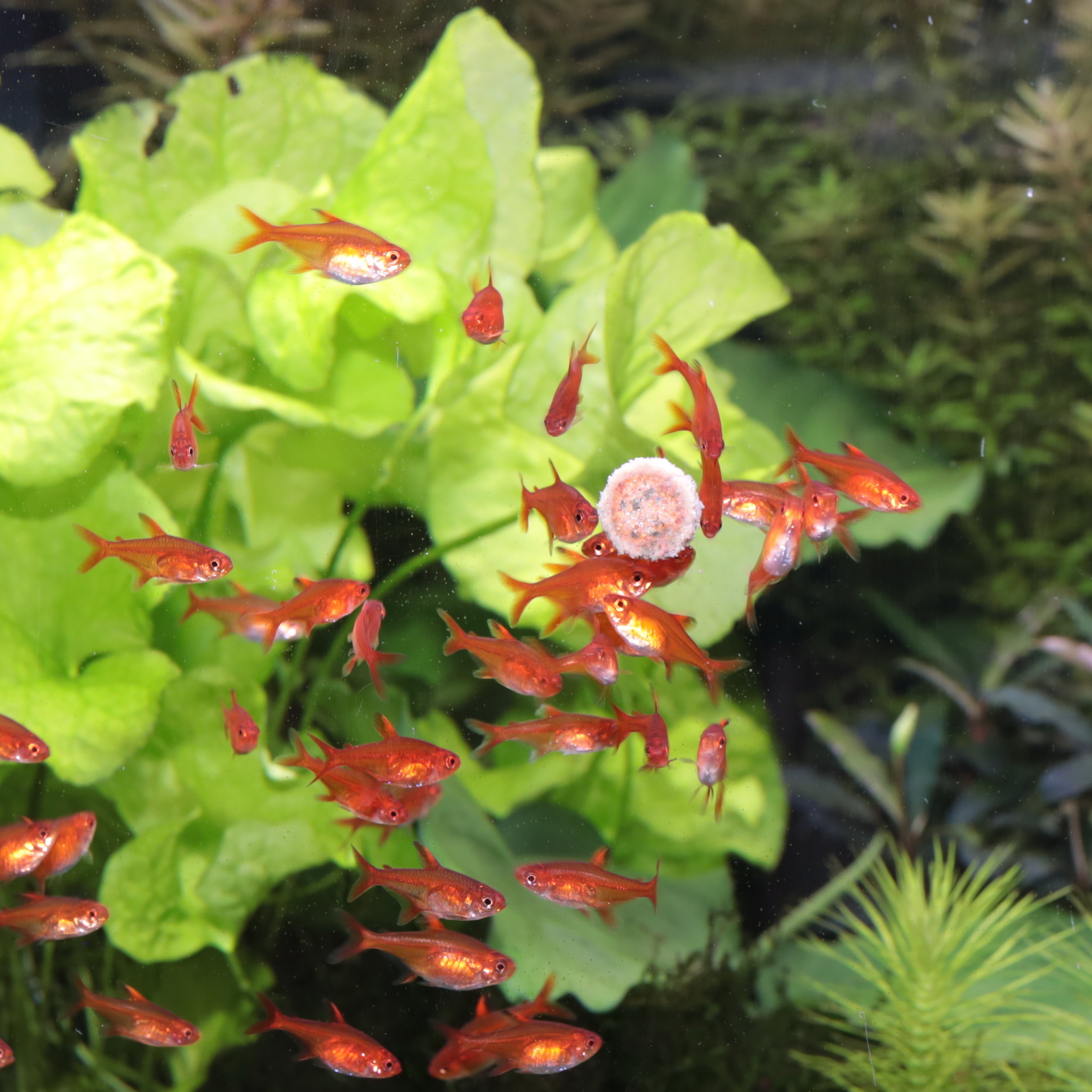 JBL Hauptfutter JBL PRONOVO Futtertabletten für alle Aquarienfische M 250 ml